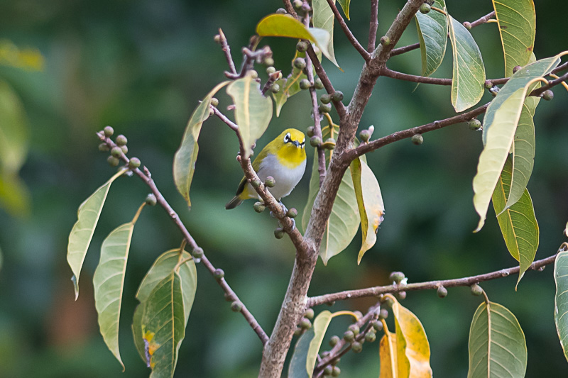 Indische Brilvogel